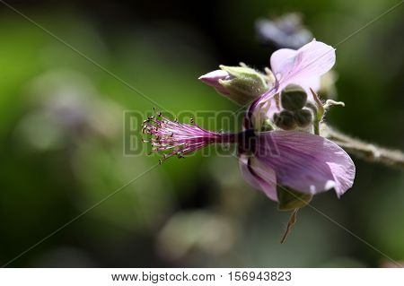 Flower of the African Malvaceae Abutilon longicuspe.
