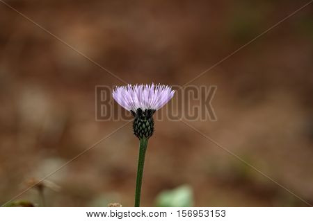 Flower of the Ethiopian Knapweed Plectocephalus varians.