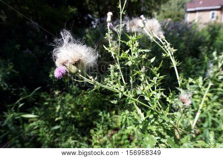 The flowers and seed heads of creeping thistle plants (Cirsium arvense), also called the Canada thistle, in a yard in Harbor Springs, Michigan during August.