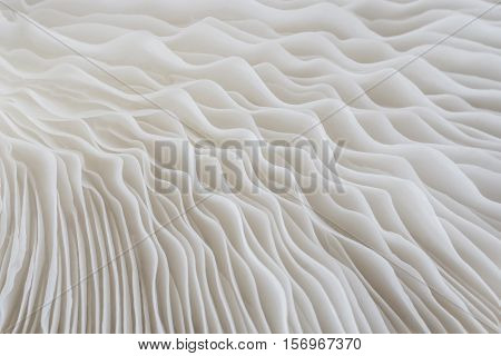 abstract background macro image of mushroom Sajor-caju Mushroom