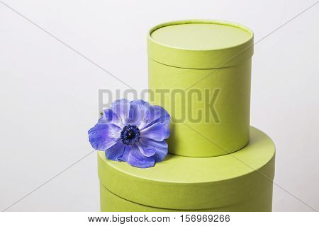 two hat box pistachio color against the plastered wall. Flower Poppy anemone purple gradien.