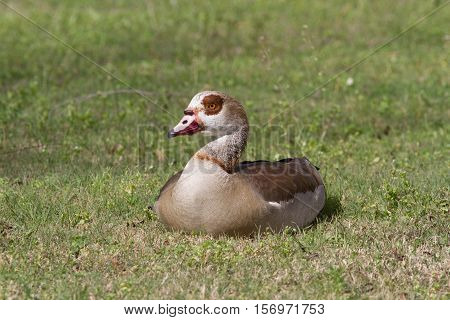 Egyptian goose sitting on lawn after swimming and eating.