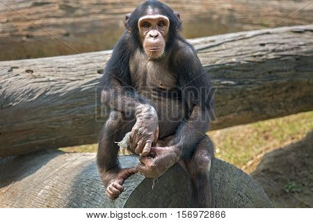 Baby Chimpanzee at a zoo in Kolkata. Among all apes this species of monkey are considered closest to humans in behavioral traits.