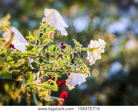 Flower kashpo hanging on the porch at sunset
