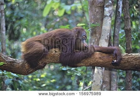 Orangutan resting on branch in forest