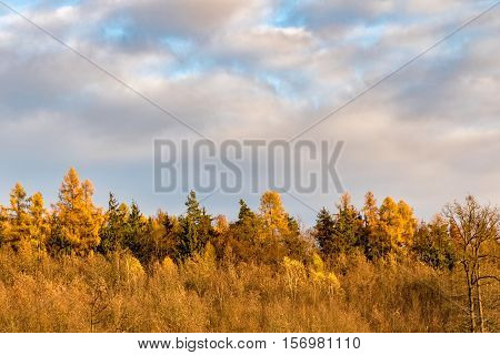 Autumnal Colorful Forest Under Blue Sky With Clouds