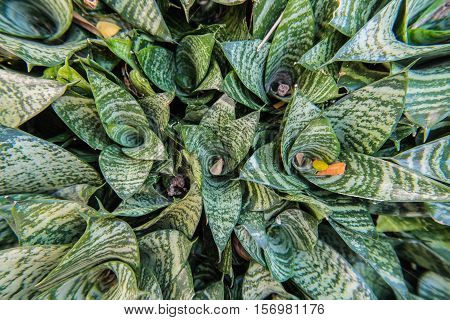 Sansevieria plant,Beautiful small green plant in garden