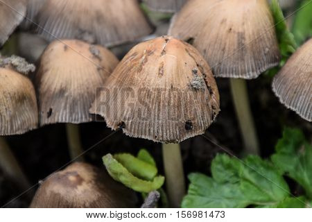 False Mushrooms On The Ground. The Growth Of Fungi On Moist Soil.