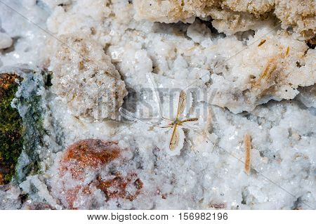 Mosquito Fossil In Salt Crystal