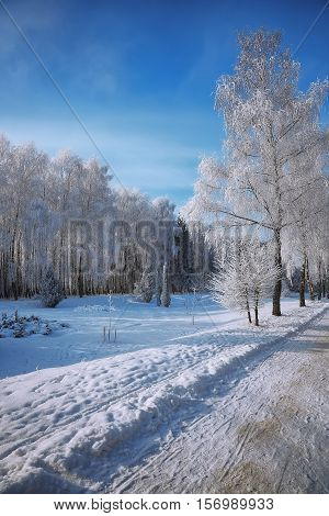 Snow-covered trees in the city park. Snowfrost on the branches