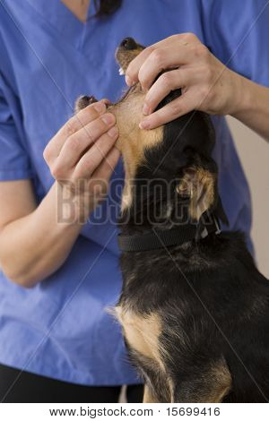 En sød hund får en check på euds kontor