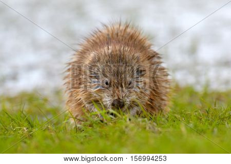 The muskrat (Ondatra zibethicus) in natural habitat