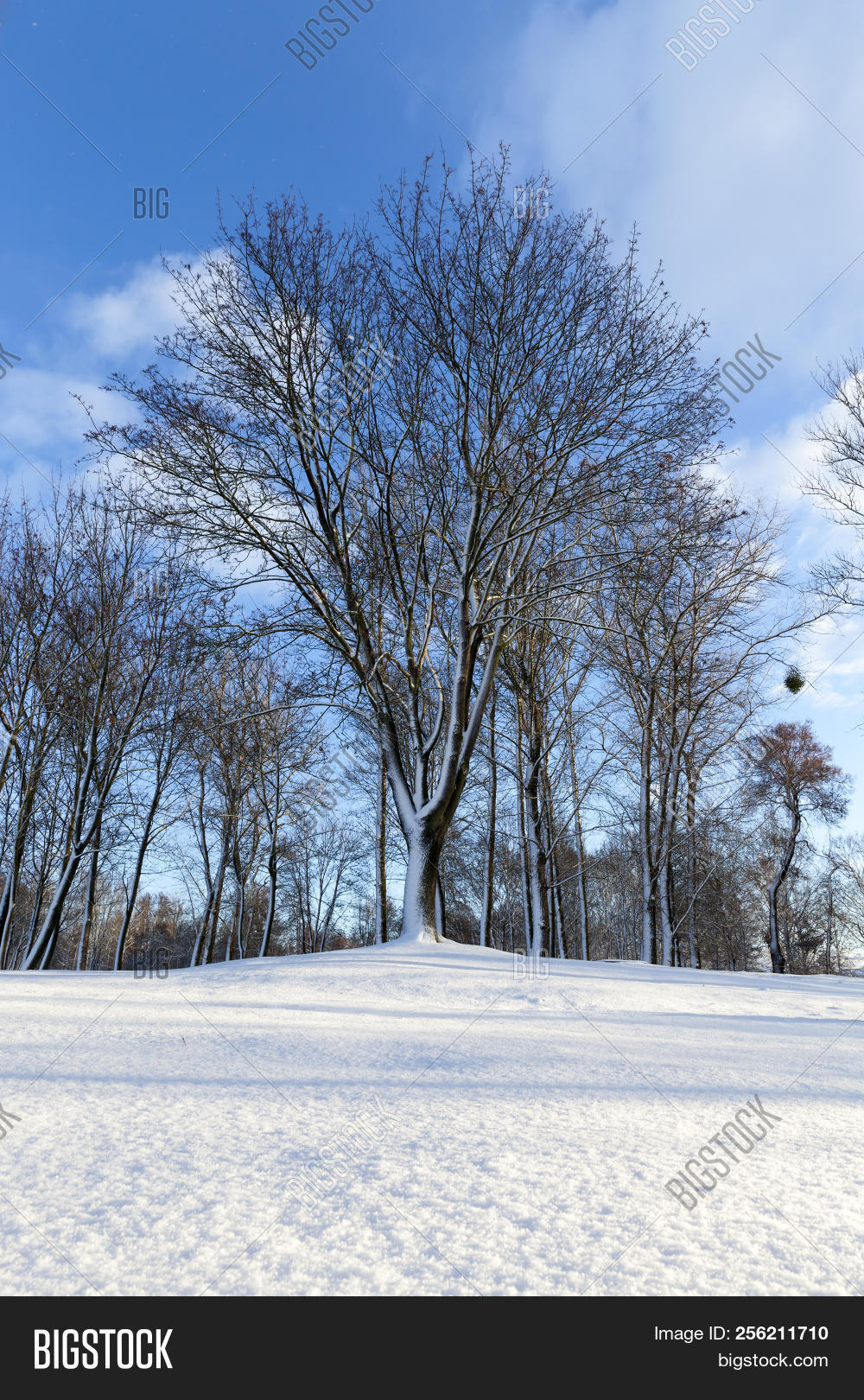 Deciduous Trees Winter Image Photo Free Trial Bigstock
