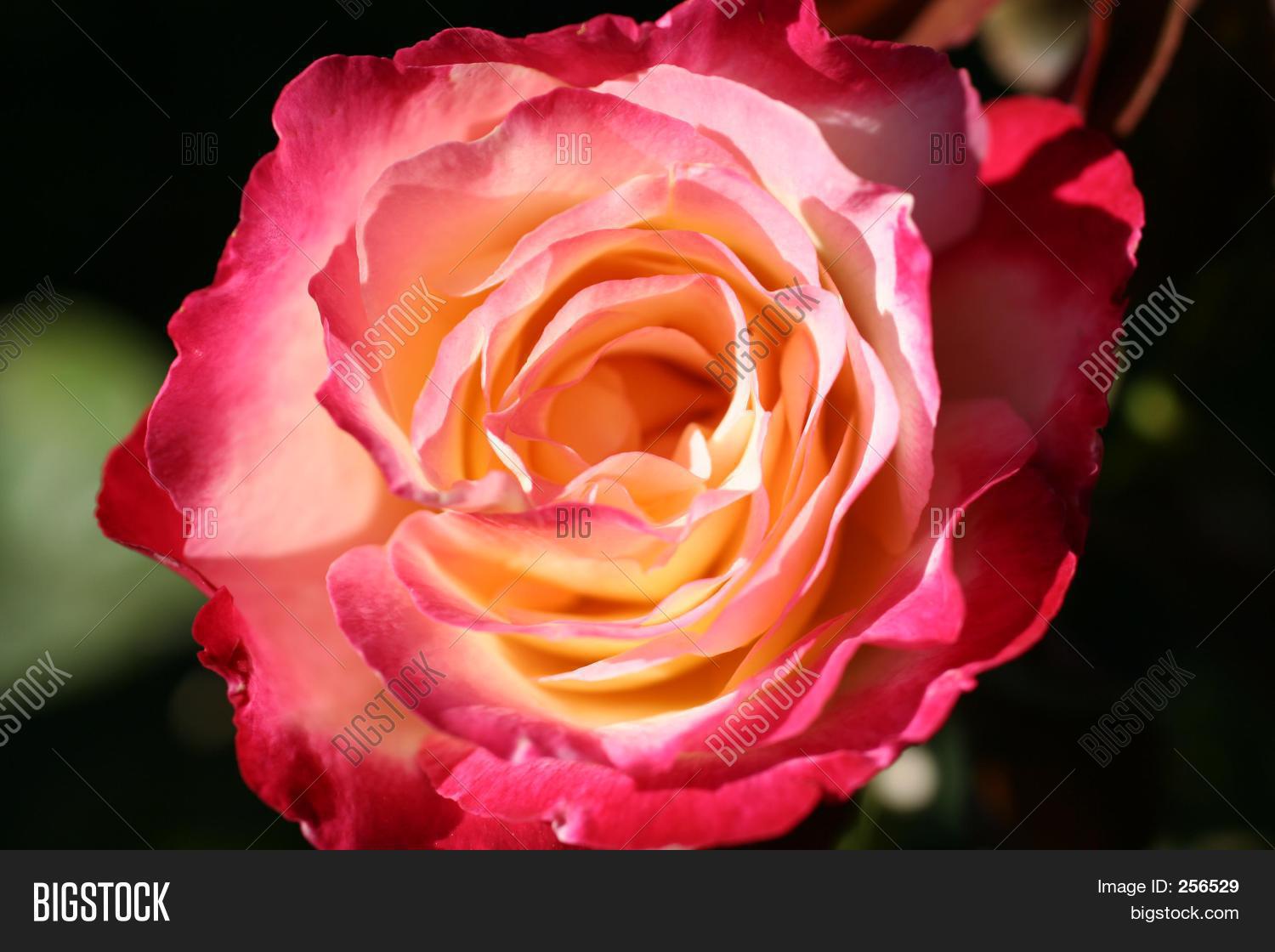 Peace Rose Image & Photo (Free Trial) | Bigstock