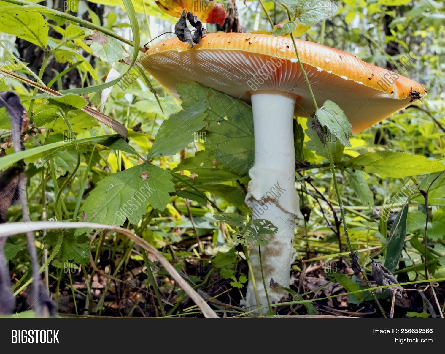 Red Mushroom Latin Image & Photo (Free Trial) Bigstock
