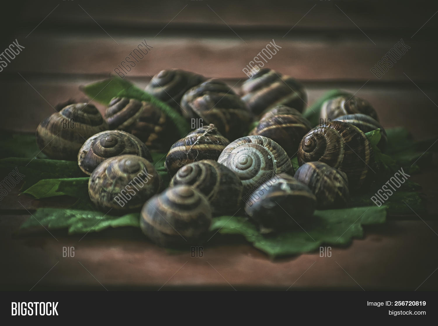 Group Snails On Leaves Image & Photo (Free Trial) Bigstock