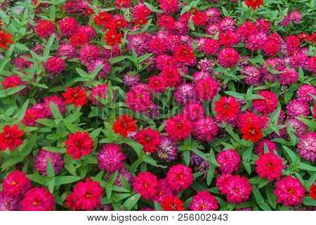Colorful Beautiful Flowers Of Zinnia In The City Park.