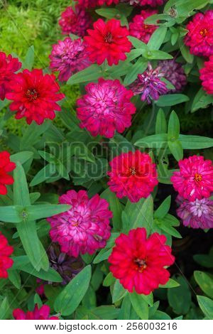 Colorful Beautiful Flowers Of Zinnia In The City Park.