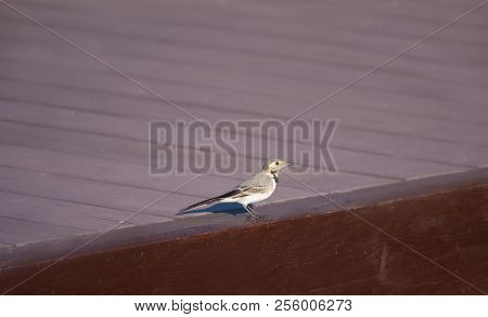 Wagtail With Yellow-gray Plumage  On A Wooden Board. Side View.