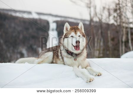 Close Up Portrait Of Gorgeous Siberian Husky Dog Liying On The Snow In Winter Forest.