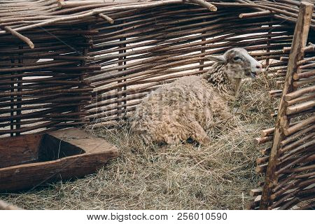 Sheep Lying On Straw Bedding And Bleating Behind Wattle Fencing