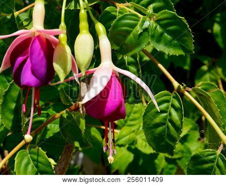Blooming Fuchsia Magellanica In A Tropical Garden Of Tenerife,canary Islands On A Sunny Day.commonly