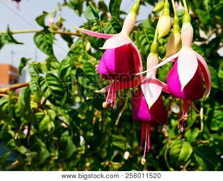 Blooming Fuchsia Magellanica In A Tropical Garden Of Tenerife,canary Islands On A Sunny Day.commonly