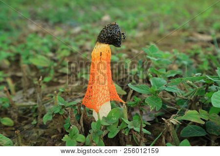 Close Up Of Wild Bright Orange Color Long Net Stinkhorn Mushroom Or Bamboo Fungus In The Green Field