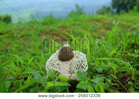 White Long Net Stinkhorn Mushroom Or Bamboo Fungus Among Green Grass With Morning Dew
