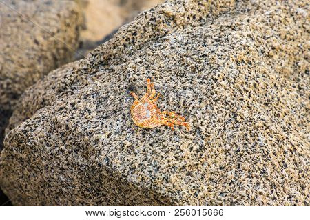 Tayrona Colombia. April 2018. A View A Crab On Of Naranjos Beach In Santa Marta Colombia
