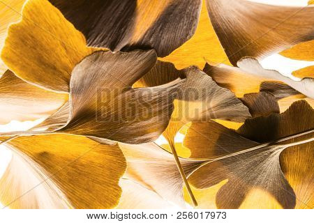 The Background From Autumnal Ginkgo Biloba Leaves