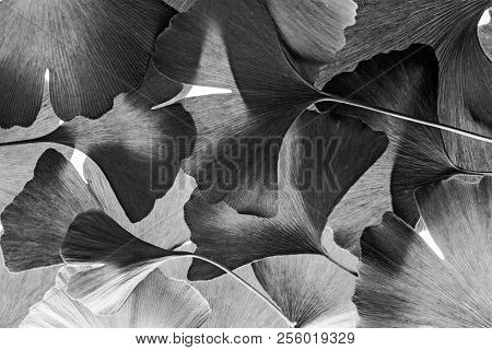 The Background From Ginkgo Biloba Leaves Black And White