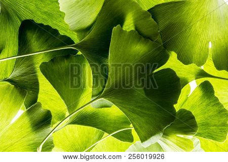The Background From Fresh Green Ginkgo Biloba Leaves