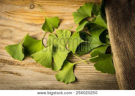 The Background With Fresh Green Ginkgo Biloba Leaves