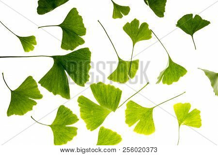 The Background From Fresh Green Ginkgo Biloba Leaves
