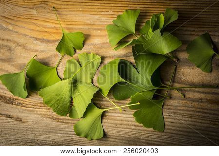 The Background With Fresh Green Ginkgo Biloba Leaves