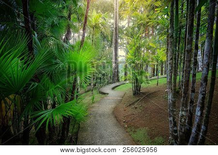 Tropical Balata Garden In Martinique. Balata Botanic Garden