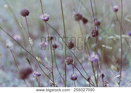 Vintage Soft Blue Toned Autumn Field Composition Devils-bit Scabious. Copy Space. Nature Background.