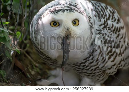 Snowy Owl Catches A Small Rat.close Up