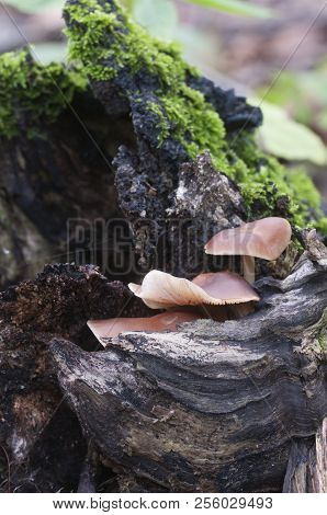 Gymnopus Ocior Mushroom On An Old Stump, Closeup