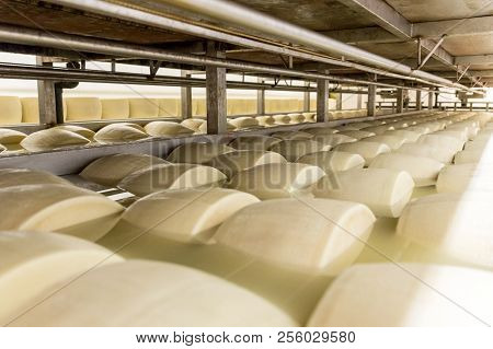 Salting Parmesan Cheese In Factory In Italy