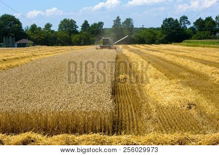 A Combine Machine Is Busy To Harvest Grain In The Summr In Germany