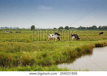 Cows In The Field In Zaanse Schans Village.