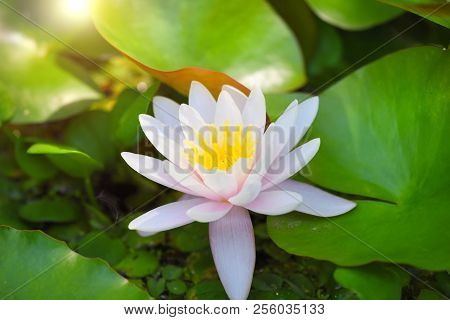 White Water Lily In The Pond (nymphaea Alba)