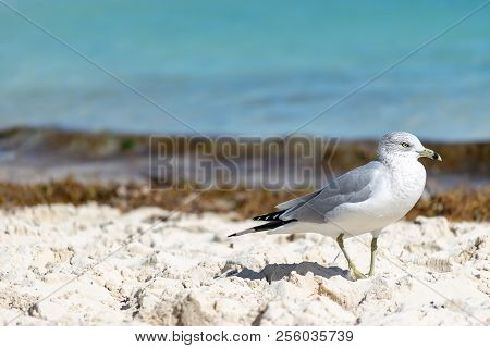 Ring-billed Gull (larus Delawarensis) On A Beach In The Bahamas. Yellow Bill With Dark Ring, Grey An