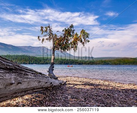 A Fallen Cyprus Tree Is Hanging On For Dear Life While Being Supported By Just A Few Roots Still In 