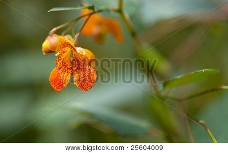 Orange laikullinen Jewelweed