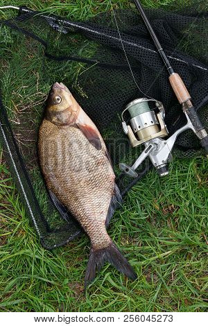 Single Freshwater Fish Common Bream And Fishing Rod With Reel On Natural Background..