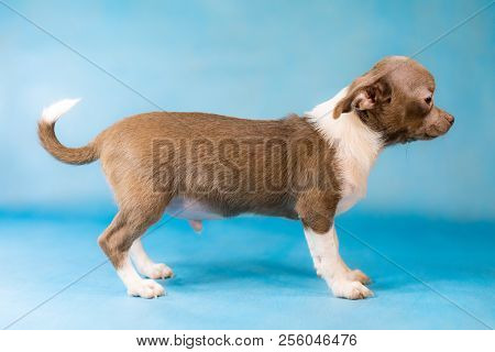 Little Cute Chihuahua Dog Breed. Thinks About Food Concept. Blue Background