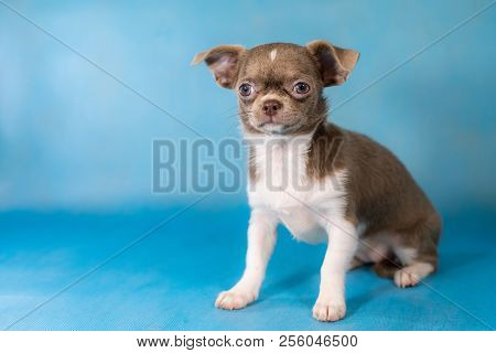 Little Cute Chihuahua Dog Breed. Thinks About Food Concept. Blue Background